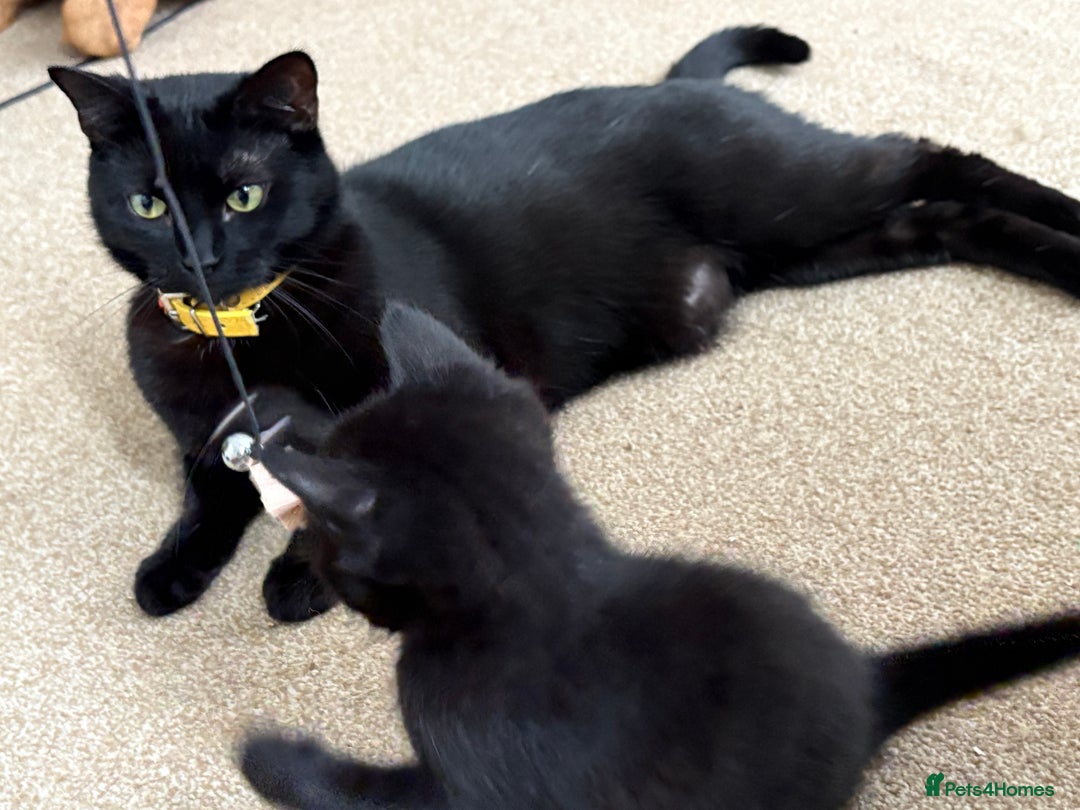 British Shorthair cats for sale: Cute half- short hair kittens for loving home❤️ - Image 6