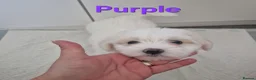 Maltese dogs for sale: Beautiful girls - Advert 5