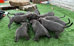 Staffordshire Bull Terrier dogs for sale: Quality Staffordshire Bull Terriers  - Image 20