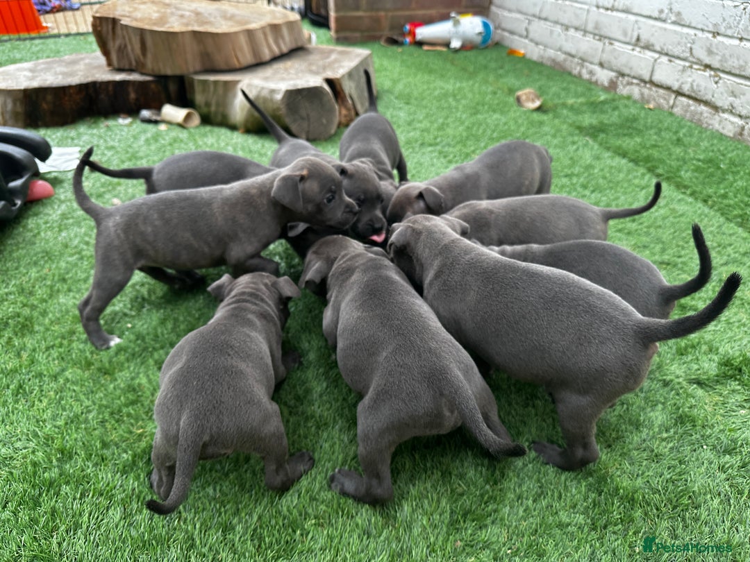 Staffordshire Bull Terrier dogs for sale: Quality Staffordshire Bull Terriers  - Image 20