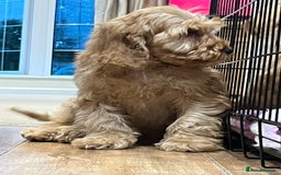 Cockapoo dogs for sale: Healthy Cockapoos boys fully vaccinated  - Image 22