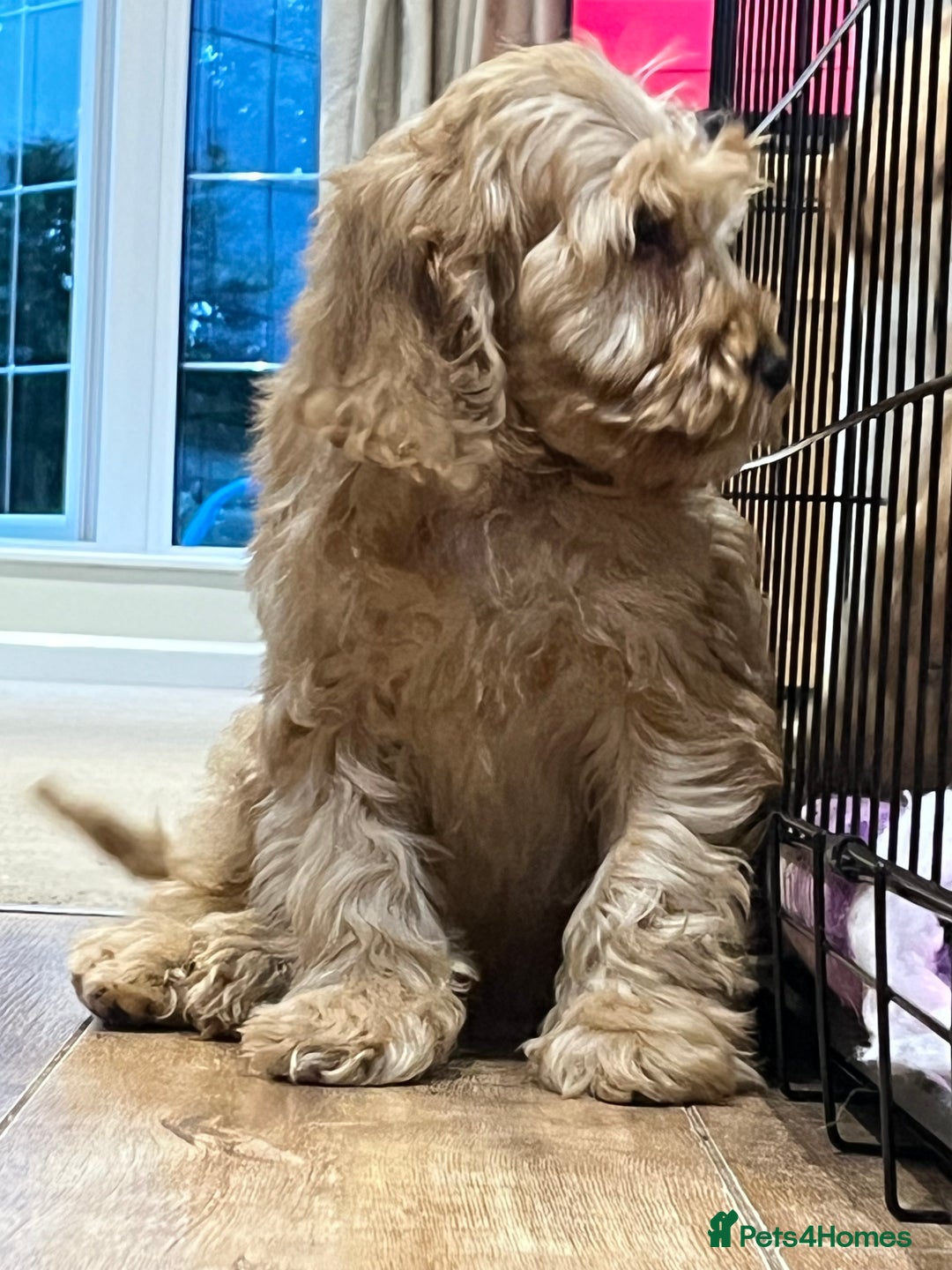 Cockapoo dogs for sale: Healthy Cockapoos boys fully vaccinated  - Image 22