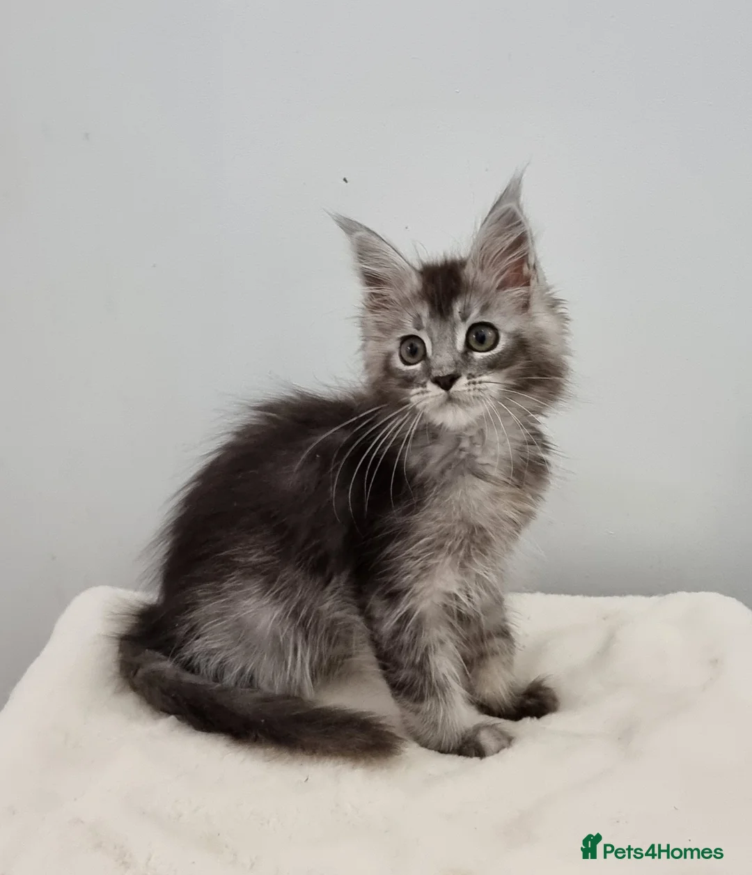 Maine Coon cats for sale: Pedigree Maine Coon Kittens for sale  - Advert 6