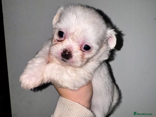 Mixed Breed dogs Imperial Zuchon cross maltese - Advert 3