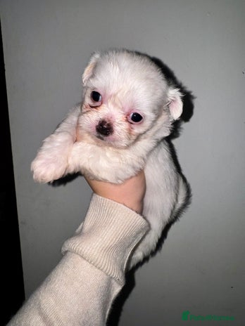 Mixed Breed dogs Imperial Zuchon cross maltese - Advert 1