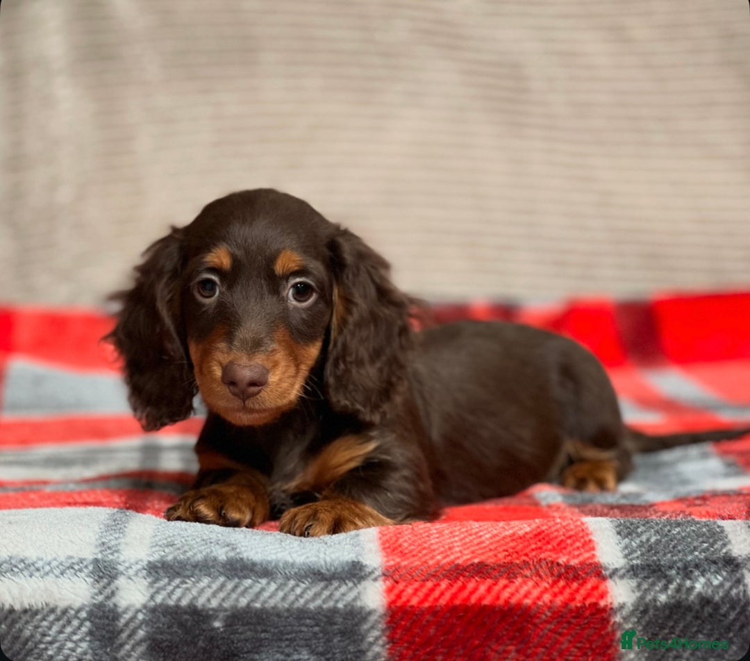 Miniature Dachshund dogs for sale: STUNNING CHOCOLATE LONG HAIRED BOYS - Image 9