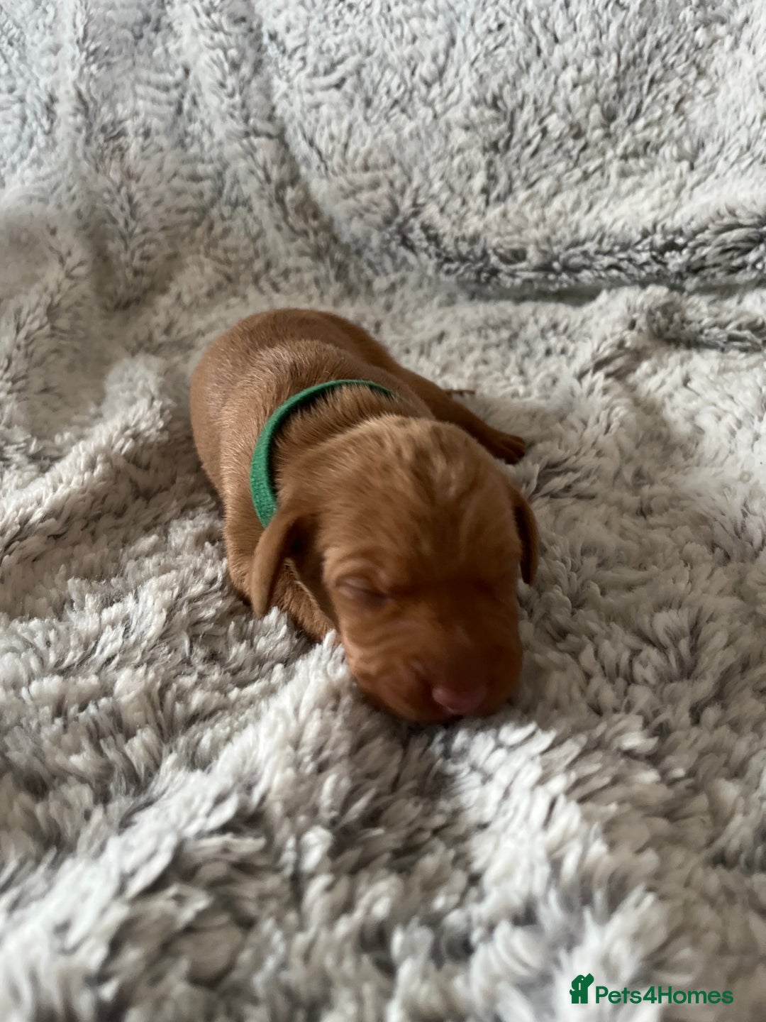 Hungarian Vizsla dogs for sale: 8 stunning Vizsla puppies  - Advert 12