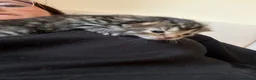 Domestic Shorthair cats for sale: A Stunning Litter Of Six Newborn Kittens  - Advert 9