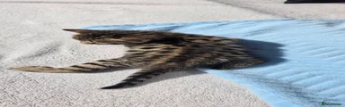 Bengal 1