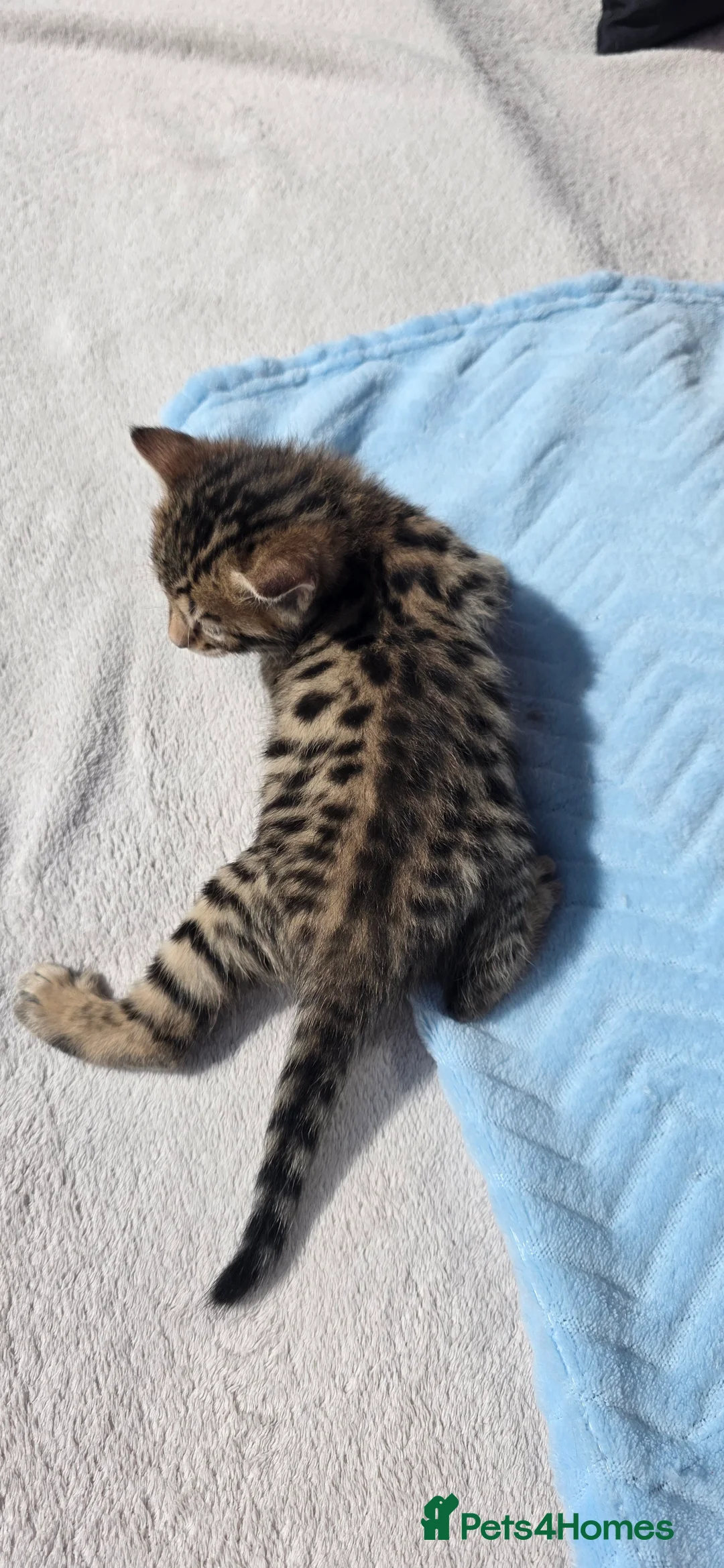 Bengal cats for sale: Beautiful Purebred Bengal Kittens Ready Soon - Advert 27