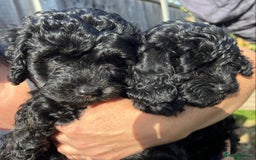 Cavapoo dogs for sale: Stunning premium F1 Cavapoos 🥰 DNR tested parents - Image 13