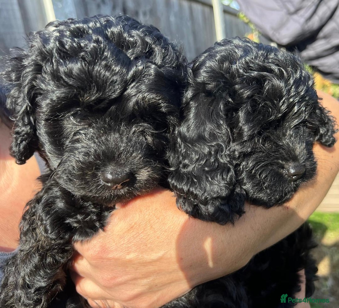 Cavapoo dogs for sale: Stunning premium F1 Cavapoos 🥰 DNR tested parents - Image 13
