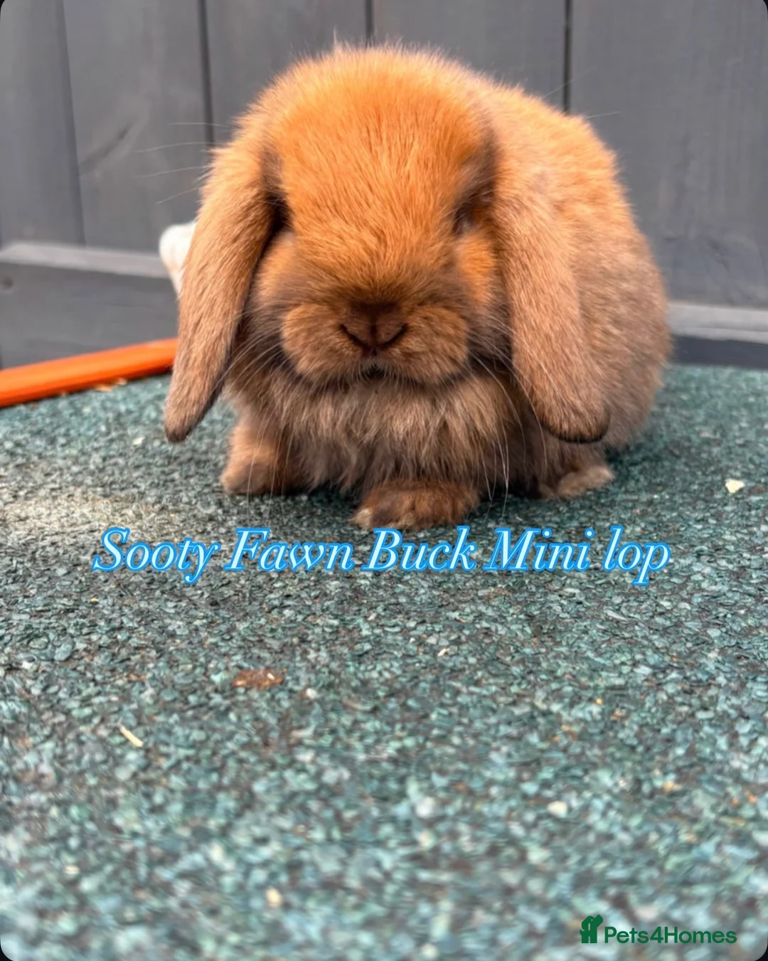 Mini Lop rabbits for sale: Mini Lops in Cradley Heath - Advert 2