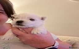 West Highland Terrier dogs for sale: !!CHAMPION LINES!! West highland terriers  - Image 6