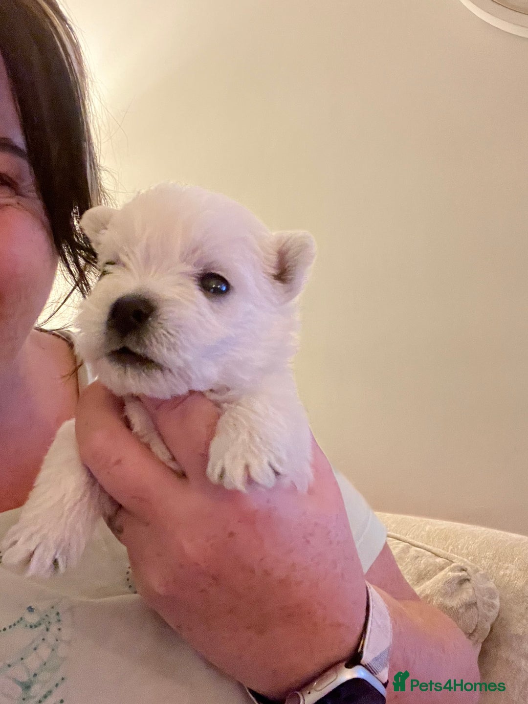 West Highland Terrier dogs for sale: !!CHAMPION LINES!! West highland terriers  - Image 6