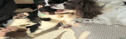 English Springer Spaniel dogs for sale: Boy 5th Gen Liver and White ESS Puppies - Advert 13