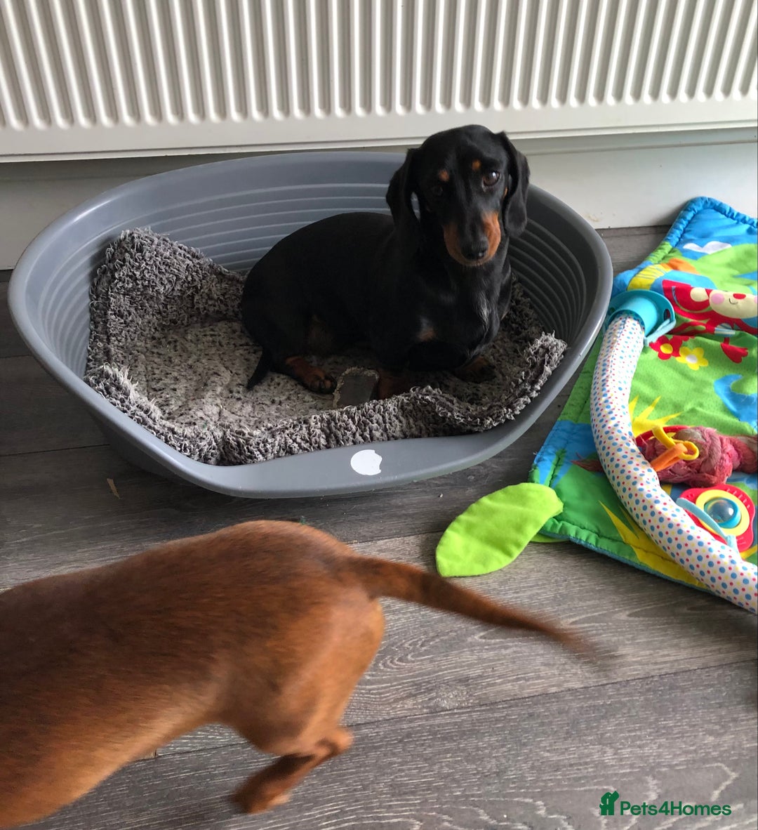 Miniature Dachshund dogs for sale: Miniature Dachshund  - Image 6