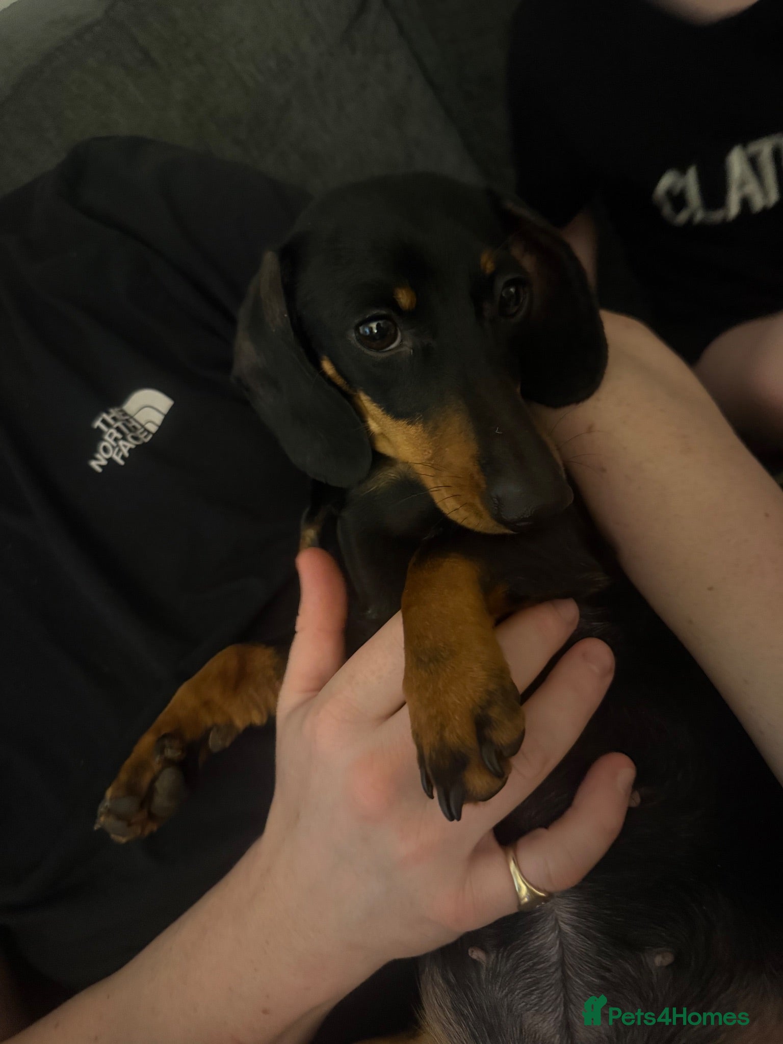 Mixed Breed dogs Miniature dachshund cross - Advert 10