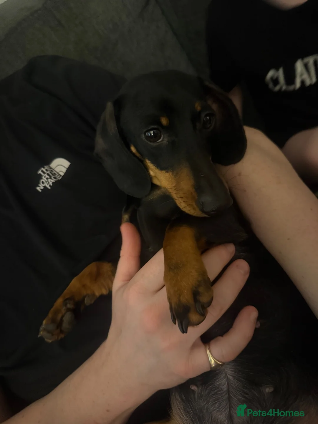 Mixed Breed dogs for sale: Miniature dachshund cross - Advert 1