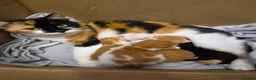 Maine Coon cats for sale: 3 gorgeous orange and white boys in Durham - Advert 5