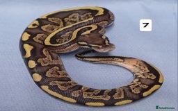 Python Snake reptiles for sale: Royal Python Morphs Females  - Image 18
