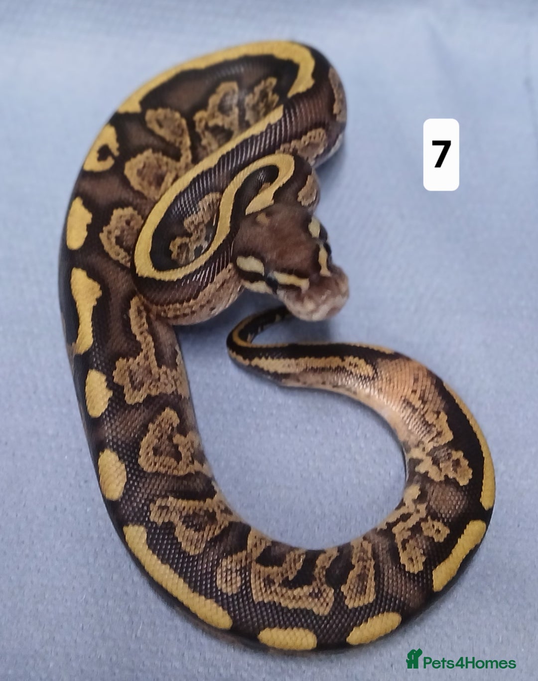 Python Snake reptiles for sale: Royal Python Morphs Females  - Image 18