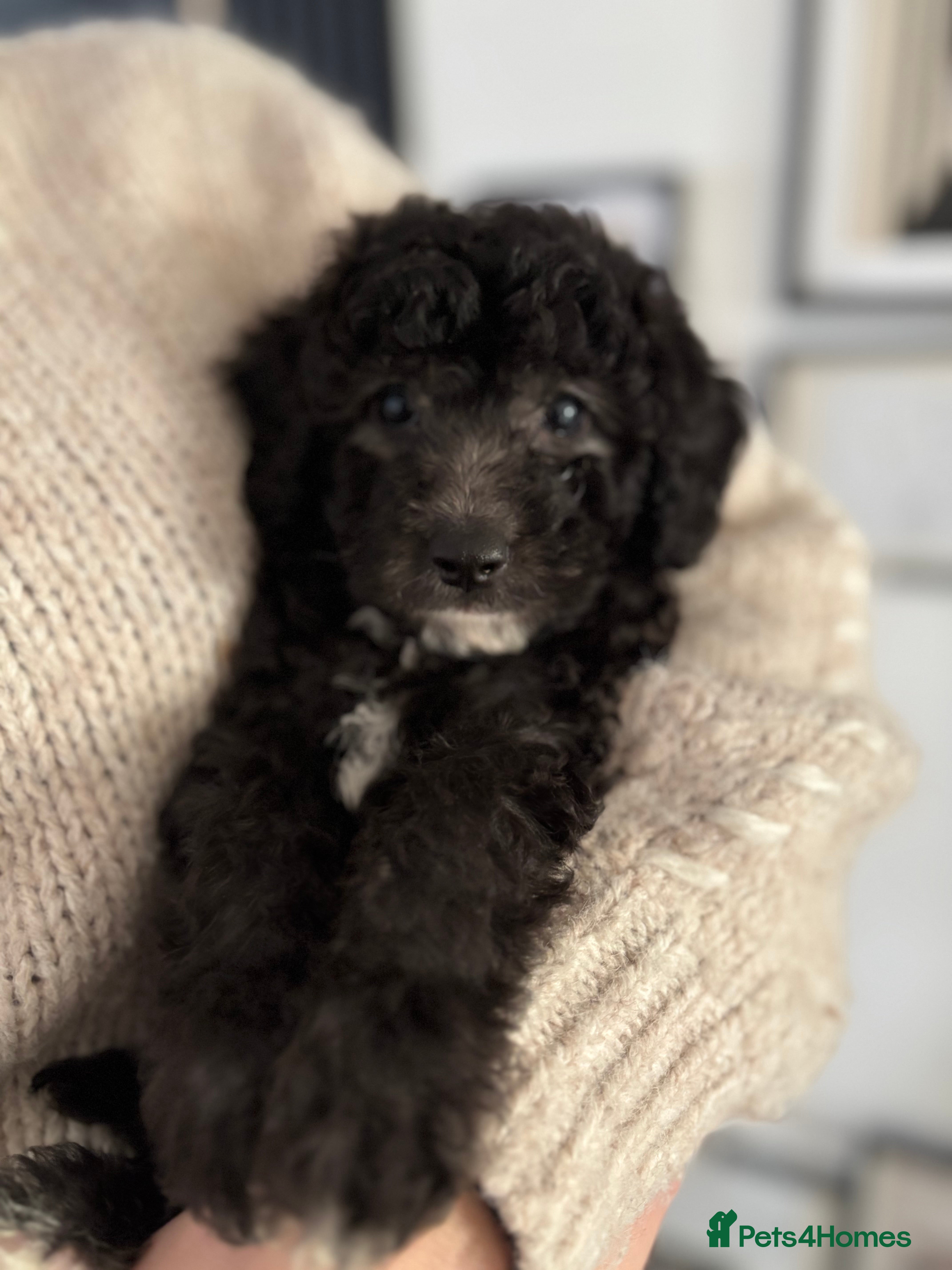 Poochon dogs Beautiful Poochon’s 3 Left 💙🩷💙 - Advert 1