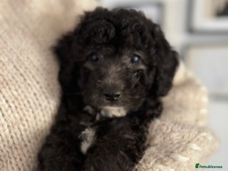 Poochon dogs Beautiful Poochon’s 3 Left 💙🩷💙 - Advert 12
