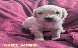 Golden Retriever dogs for sale: Stunning pure-breed Golden Retriever puppies - Image 7