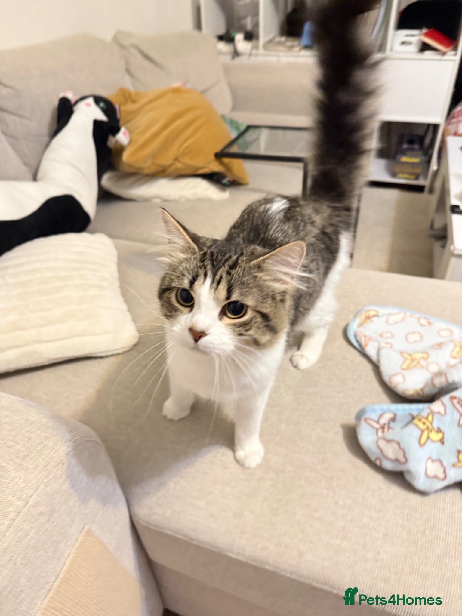British Longhair cats Rehoming for Longhair Male Cat  - Advert 5