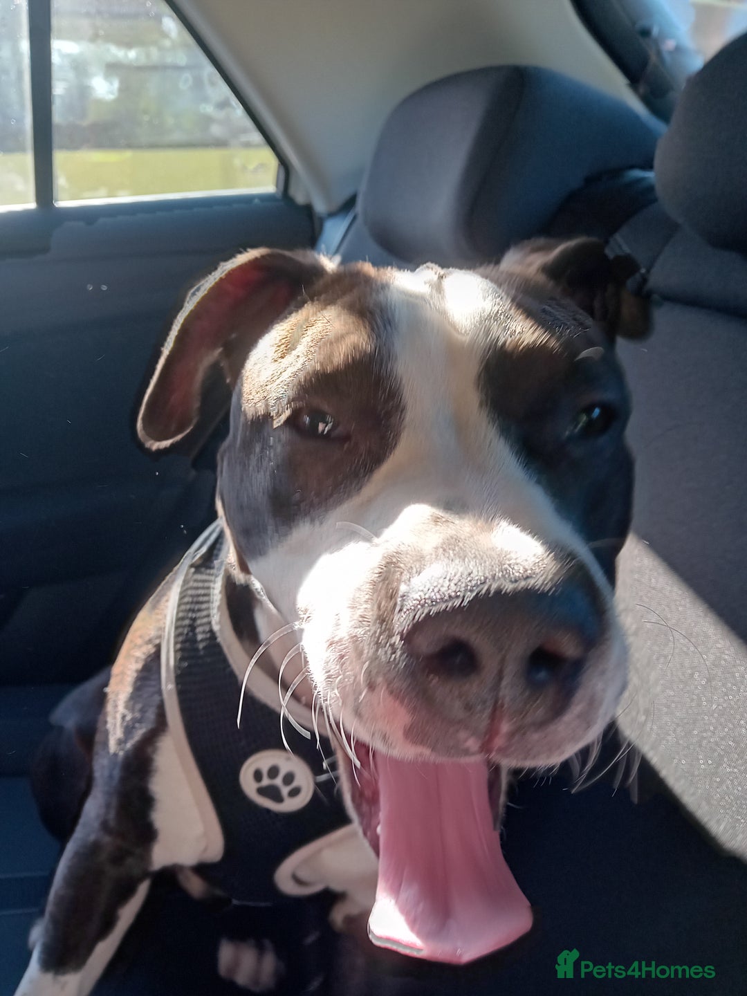 American Bull Staffy dogs for sale: 'Dodge' (boy) - Image 7