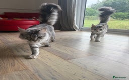 Maine Coon cats for sale: Two Maine Coon Kittens - Image 2