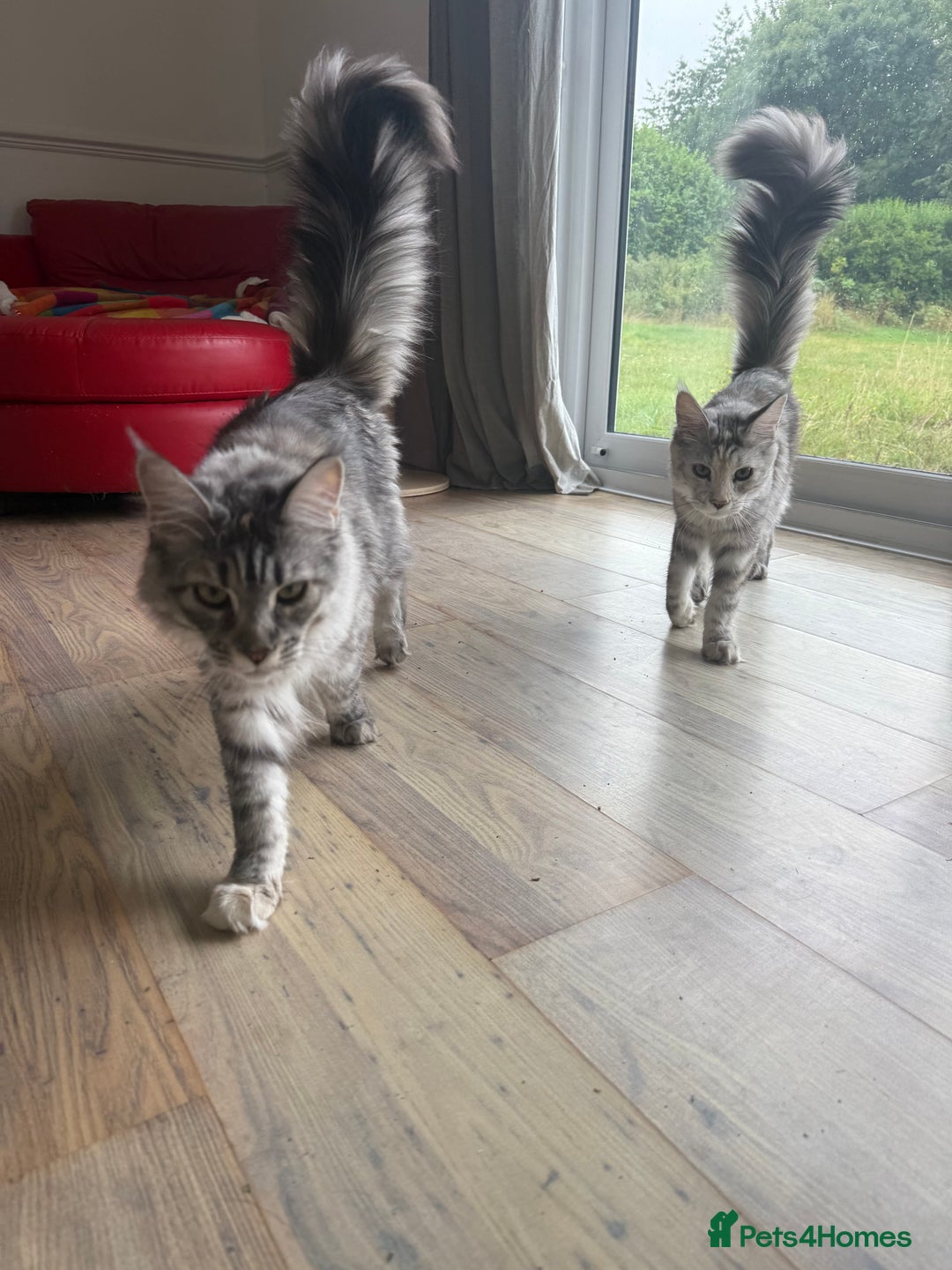 Maine Coon cats for sale: Two Maine Coon Kittens - Image 2