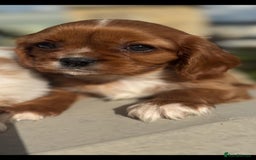 Cavalier King Charles Spaniel dogs for sale: Cavalier King Charles pups - Image 4