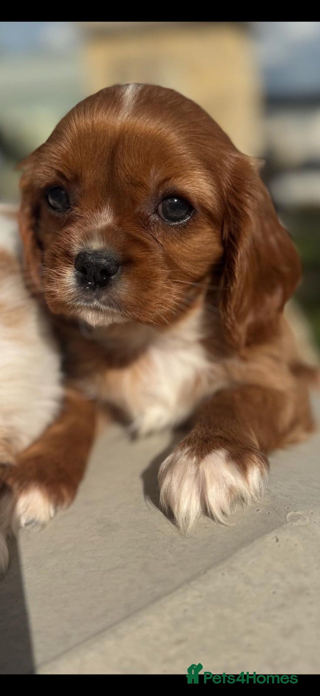 Cavalier King Charles Spaniel dogs for sale: Cavalier King Charles pups - Image 4