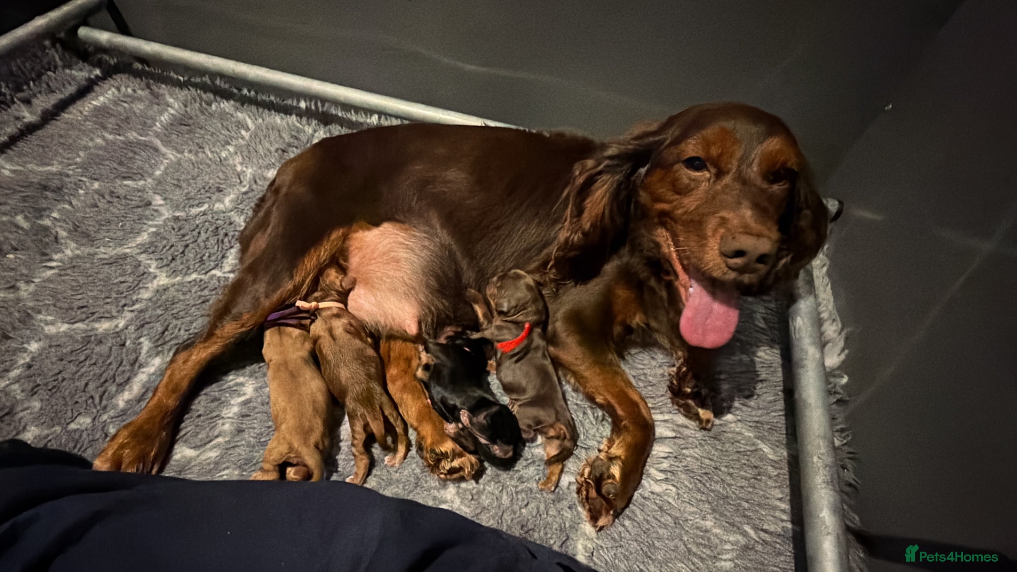Cocker Spaniel dogs 🐶KC REGISTERED COCKER SPANIEL PUPPYS DUE SOON  - Advert 2