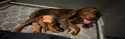 Cocker Spaniel dogs for sale: 🐶KC REGISTERED COCKER SPANIEL PUPPYS🐶 - Advert 15