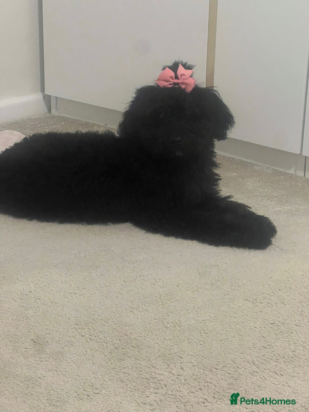 Cockapoo dogs for sale: Bonnie - Advert 5