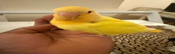 Lovebirds birds for sale: Hand-reared Lovebirds  - Advert 7