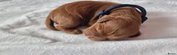 Cockapoo dogs for sale: F1 Cockapoo puppies fully DNA tested parents  - Advert 17