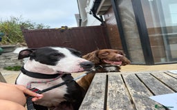 Staffordshire Bull Terrier dogs for sale: Tyson 🐾 Staffordshire Bull Terrier Cross - Image 6
