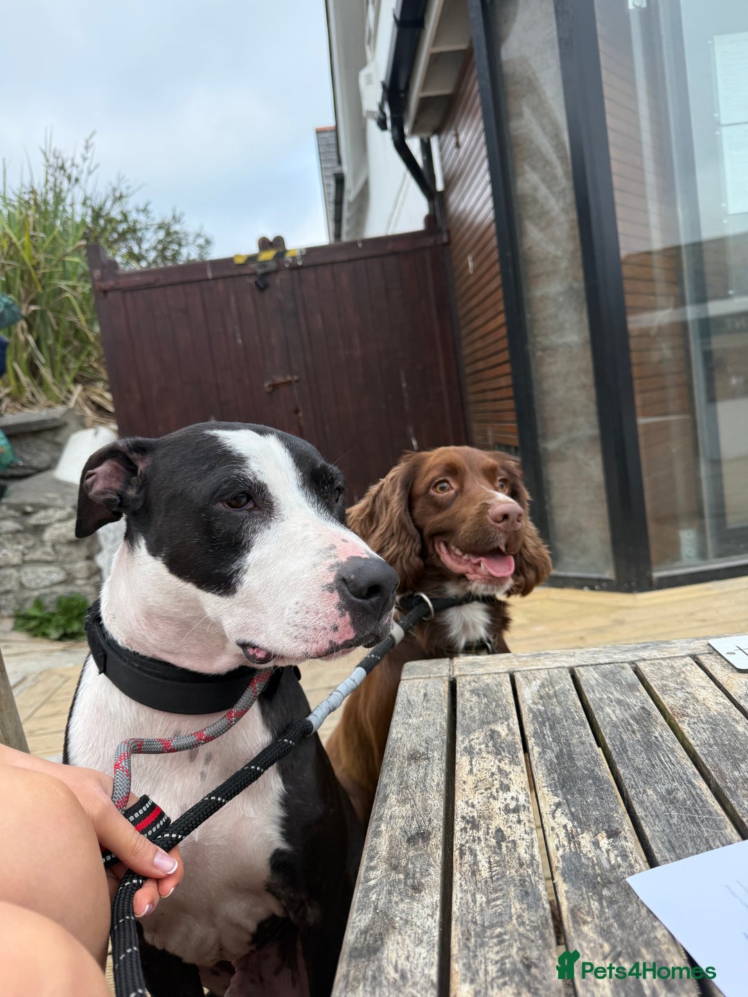 Staffordshire Bull Terrier dogs for sale: Tyson 🐾 Staffordshire Bull Terrier Cross - Image 6
