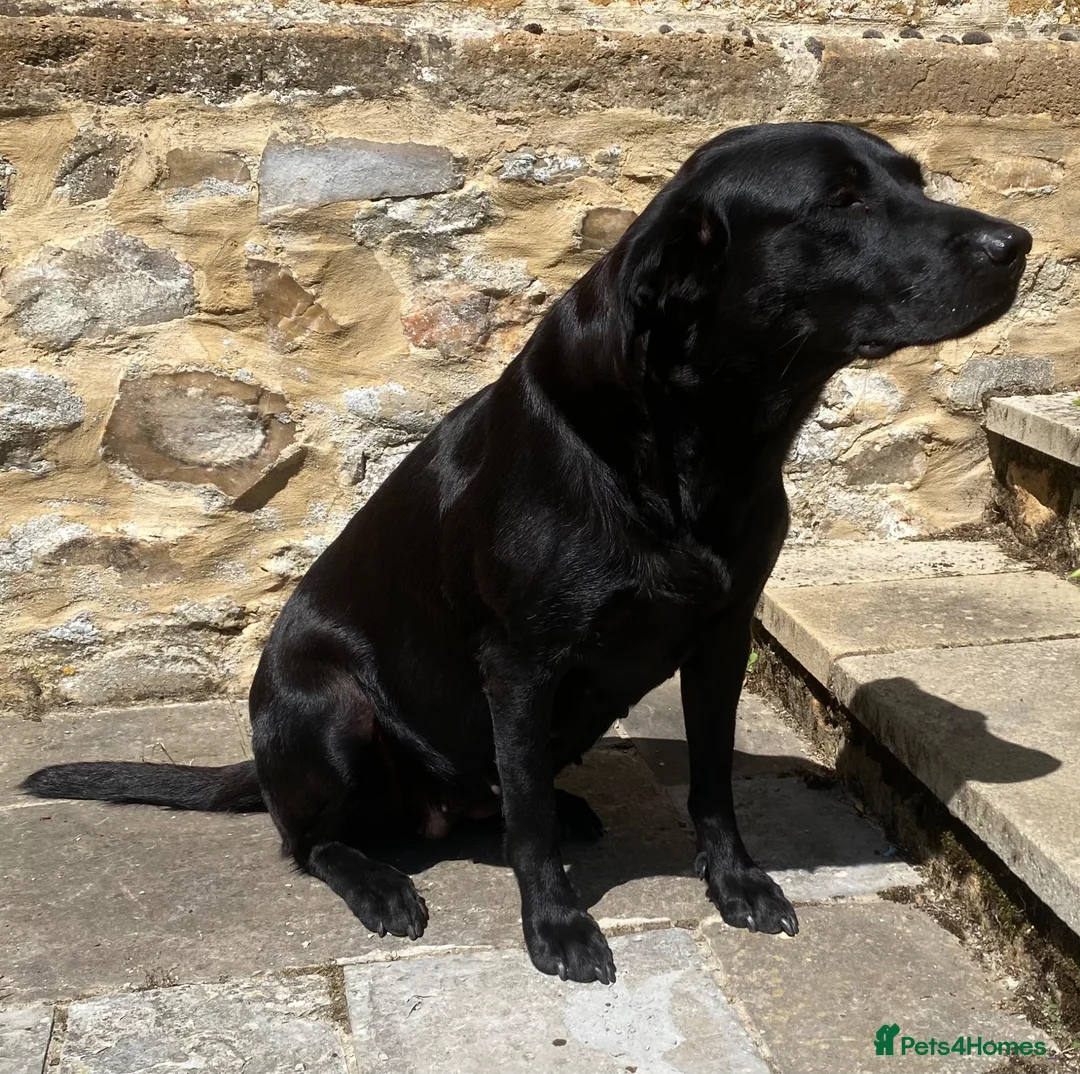Labrador Retriever dogs for sale: 2 working black labrador puppies KC Registered  in Beaminster - Advert 1