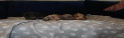 Miniature Dachshund dogs for sale: 4 boy’s beautiful miniature dachshund puppies  - Advert 33