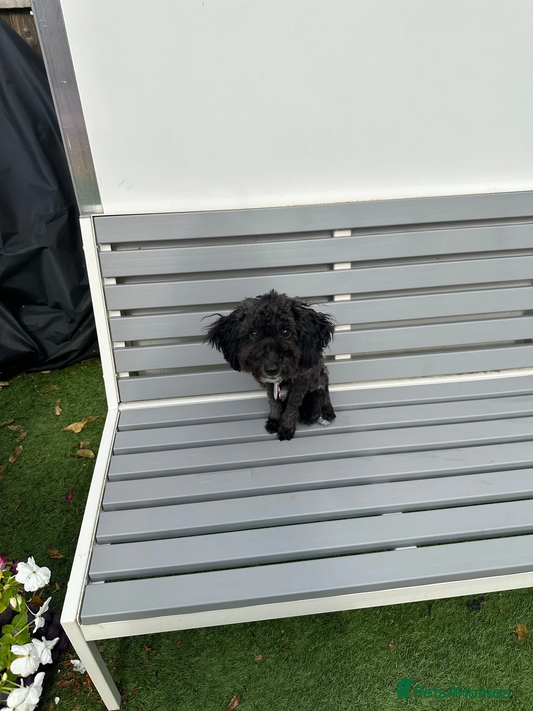 Toy Poodle dogs for sale: Little toy poodle  - Advert 2