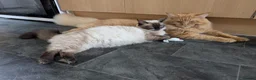Ragcoon cats for sale: Stunning Ragcoon girl, Maine coon Dad Ragdoll Mum - Advert 10