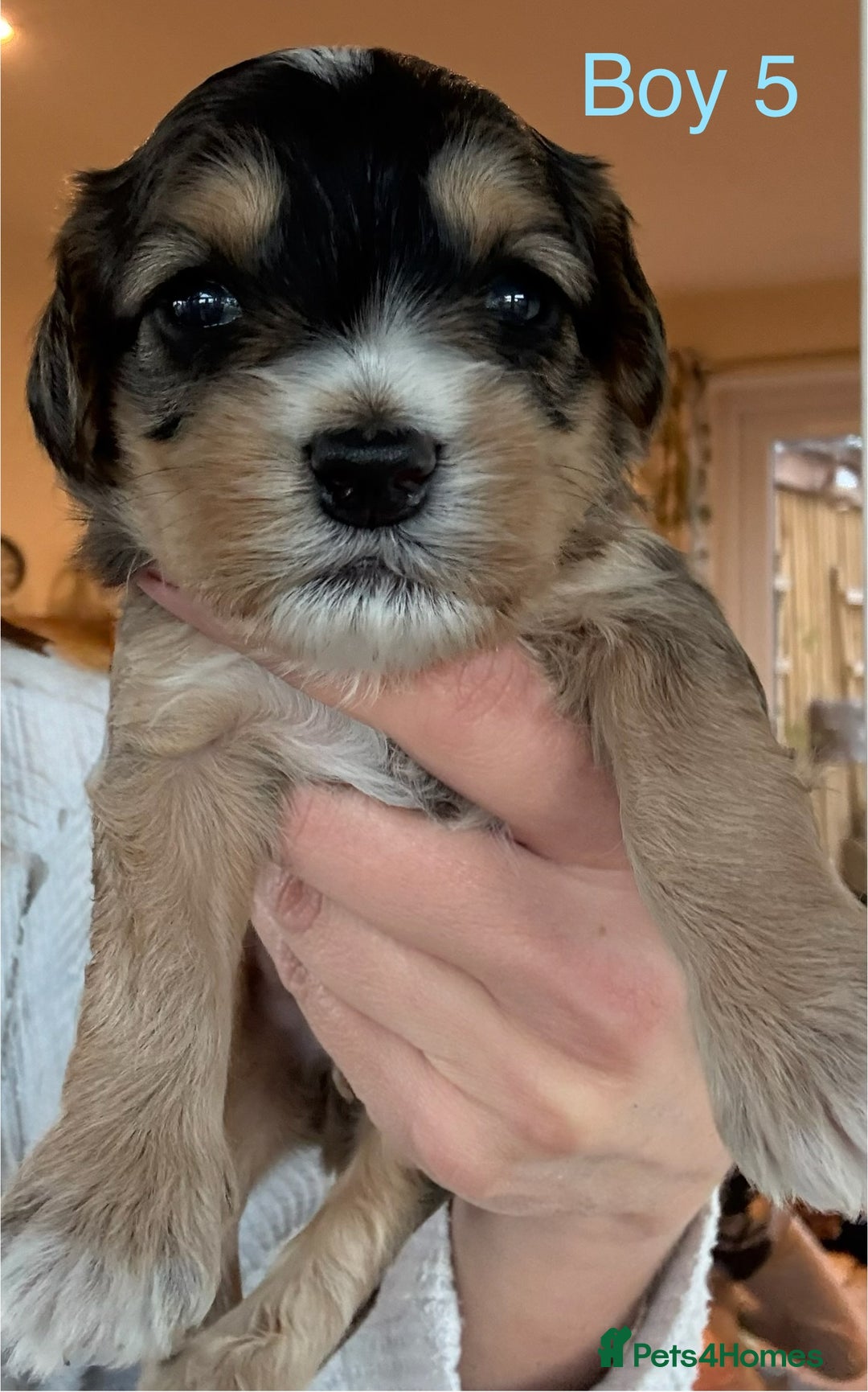 Cockapoo dogs for sale: 9 Beautiful Cockapoo Puppies For Sale - Image 6