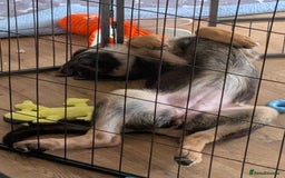 German Shepherd dogs for sale: KC Registered/health tested German Shepherd Puppy - Image 1