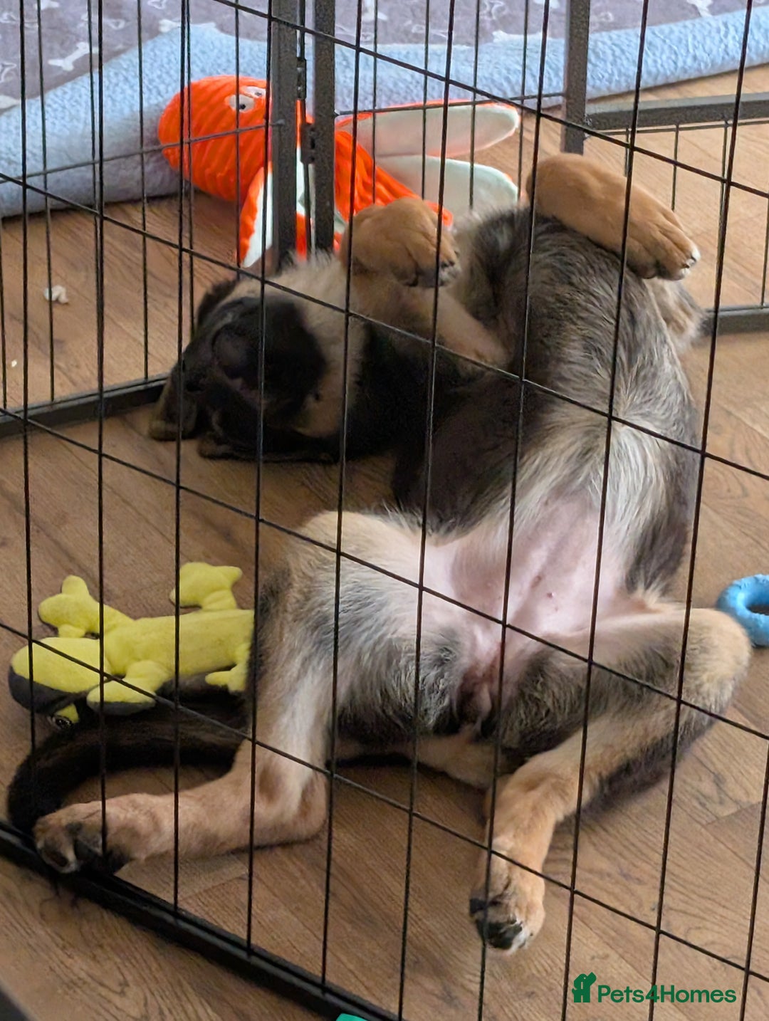 German Shepherd dogs for sale: KC Registered/health tested German Shepherd Puppy - Image 1