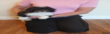Cockapoo 1